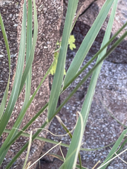 Bouteloua reflexa