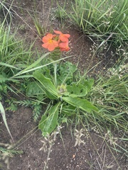 Crossandra greenstockii