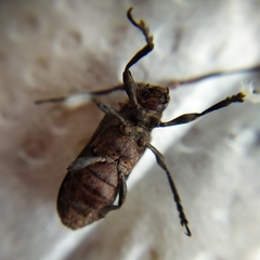 Hesychotypa subfasciata