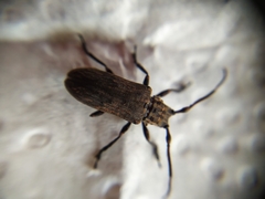 Hesychotypa subfasciata