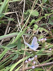 Hemiargus ceraunus