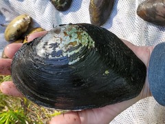 Lasmigona complanata