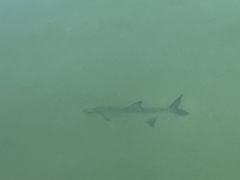 Megalops atlanticus