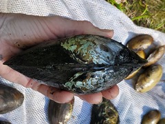 Lasmigona complanata