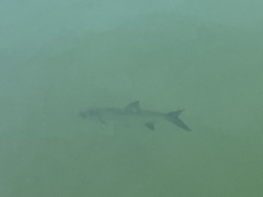 Megalops atlanticus