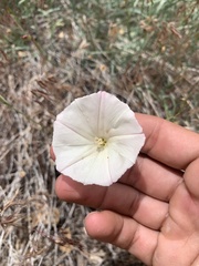 Calystegia longipes