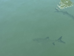 Megalops atlanticus