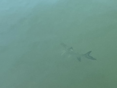 Megalops atlanticus