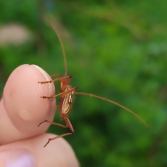 Eburodacrys dubitata