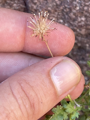 Pleurocoronis gentryi