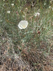 Calystegia longipes