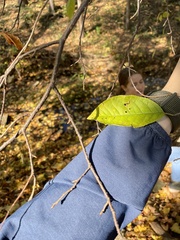 Magnoliopsida