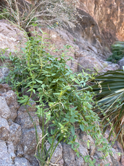 Metastelma californicum