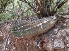 Ferocactus recurvus recurvus
