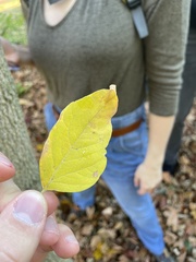 Magnoliopsida