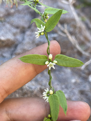 Metastelma californicum