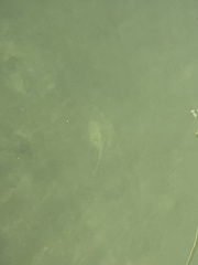 Urobatis jamaicensis