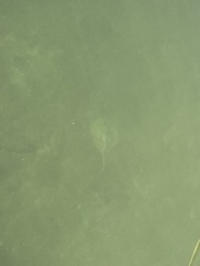 Urobatis jamaicensis