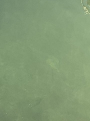 Urobatis jamaicensis