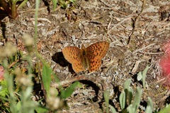 Boloria epithore