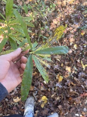 Quercus phellos