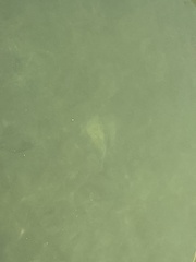 Urobatis jamaicensis