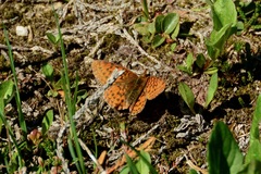Boloria epithore
