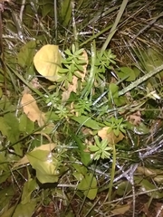 Galium aparine