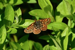 Euphydryas