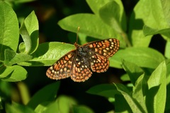 Euphydryas