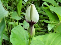 Xanthosoma sagittifolium