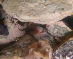 Scorpaenidae