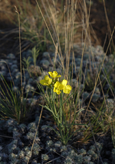 Erysimum flavum altaicum