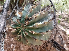 Ferocactus recurvus recurvus