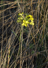 Erysimum flavum altaicum