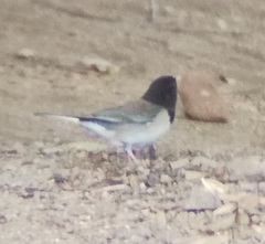 Junco hyemalis thurberi