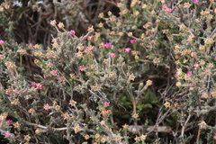 Drosanthemum hispidum