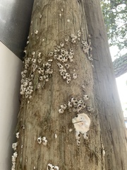 Amphibalanus amphitrite