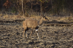 Tragelaphus sylvaticus