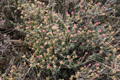 Drosanthemum hispidum