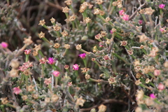 Drosanthemum hispidum