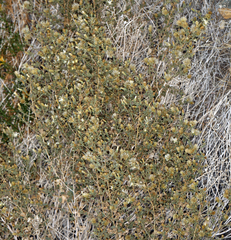 Brickellia microphylla