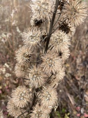 Liatris scariosa