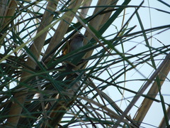 Limnoctites sulphuriferus