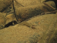Etheostoma flabellare