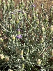 Vittadinia