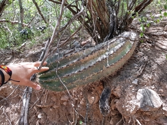 Ferocactus recurvus recurvus