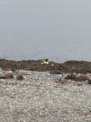 Aptenodytes patagonicus