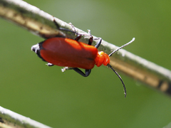 Pyrochroa serraticornis
