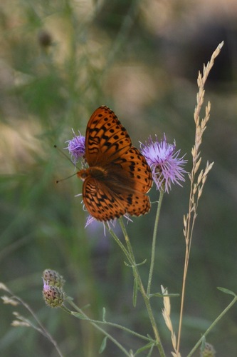 Great Spangled Fritillary